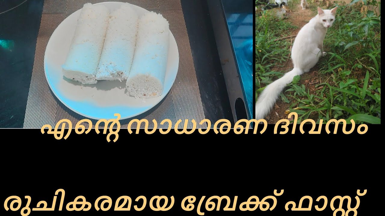 എൻറെ സാധാരണ ഒരു രാവിലെ കൂടെ പൂച്ചകളും #  morningroutin#mywaysbincy #mycats 
