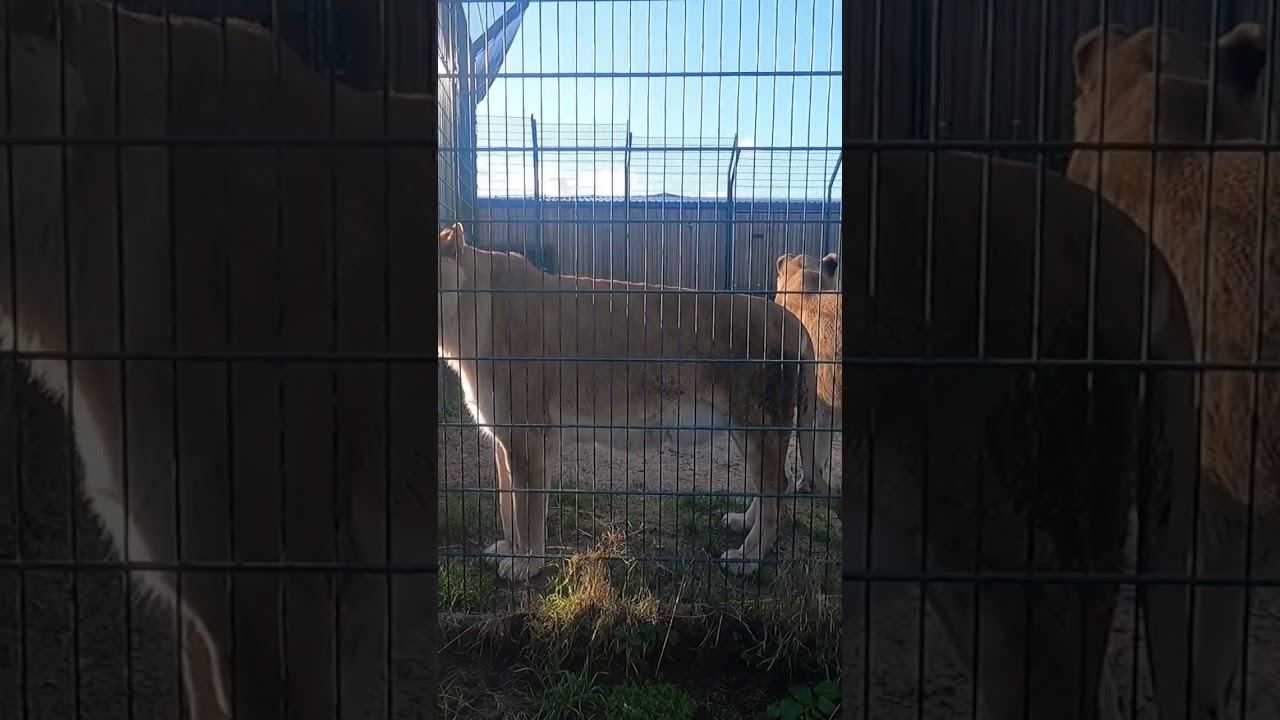 Kumba and Vigo at The Wildheart Animal Sanctuary