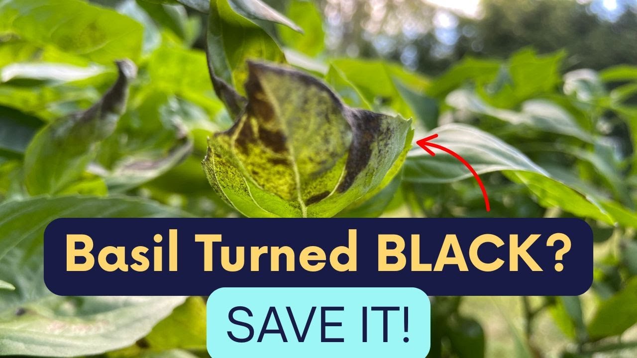Basil Turning Black? Your Basil Is in Danger&mdash;Fix This Fast!