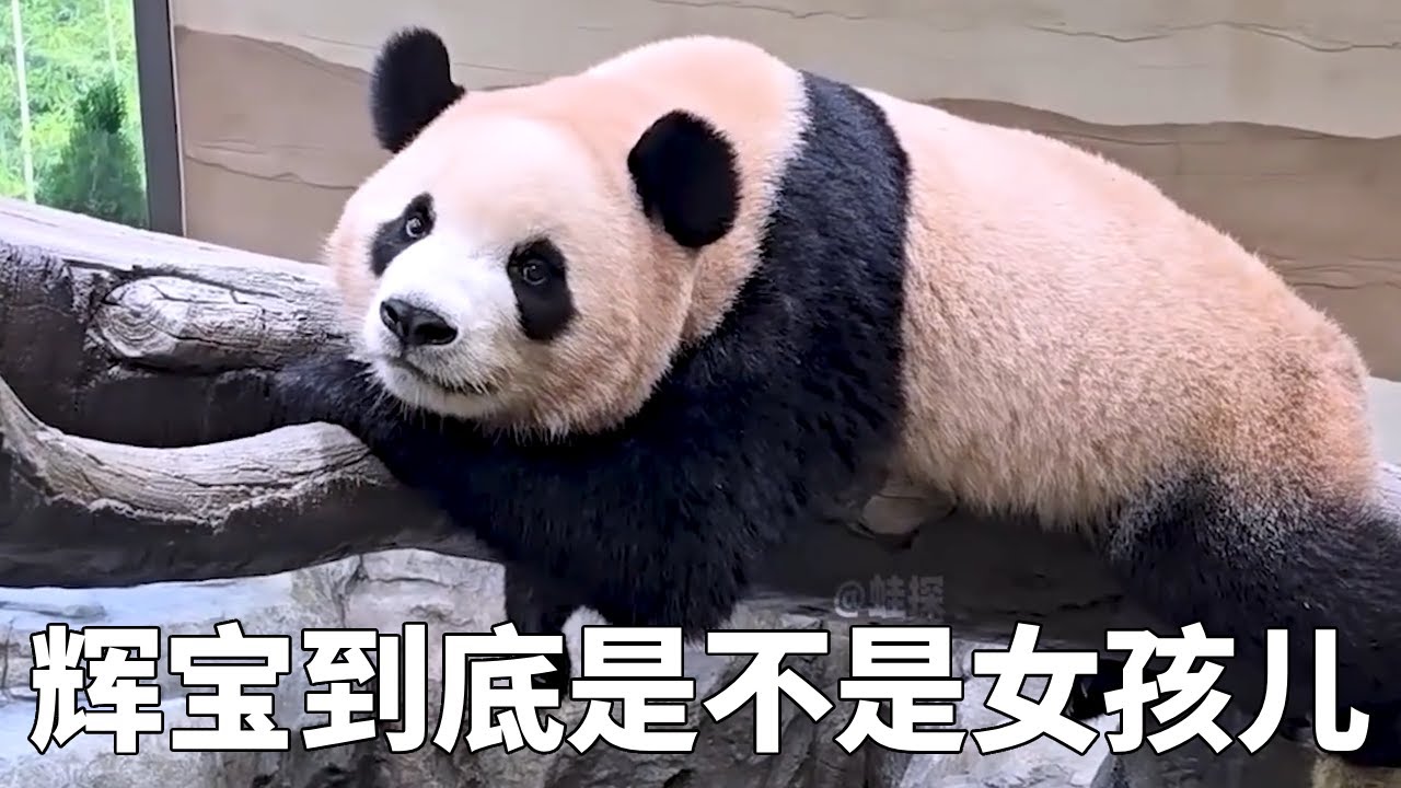 辉宝最近采血检查后到底是不是女孩儿 #睿宝辉宝 #爱宝双胞胎