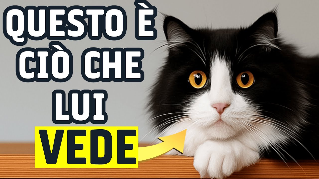 Come i gatti vedono gli umani: incredibili segreti che dovresti conoscere se sei un proprietario