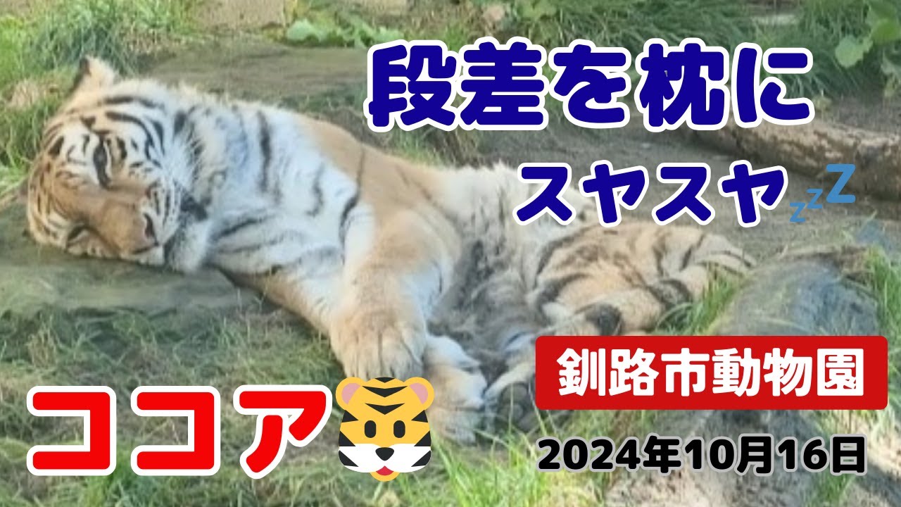 【釧路市動物園】ココア🐯の穏やかな日常🍀日陰でのんびりお昼寝💤