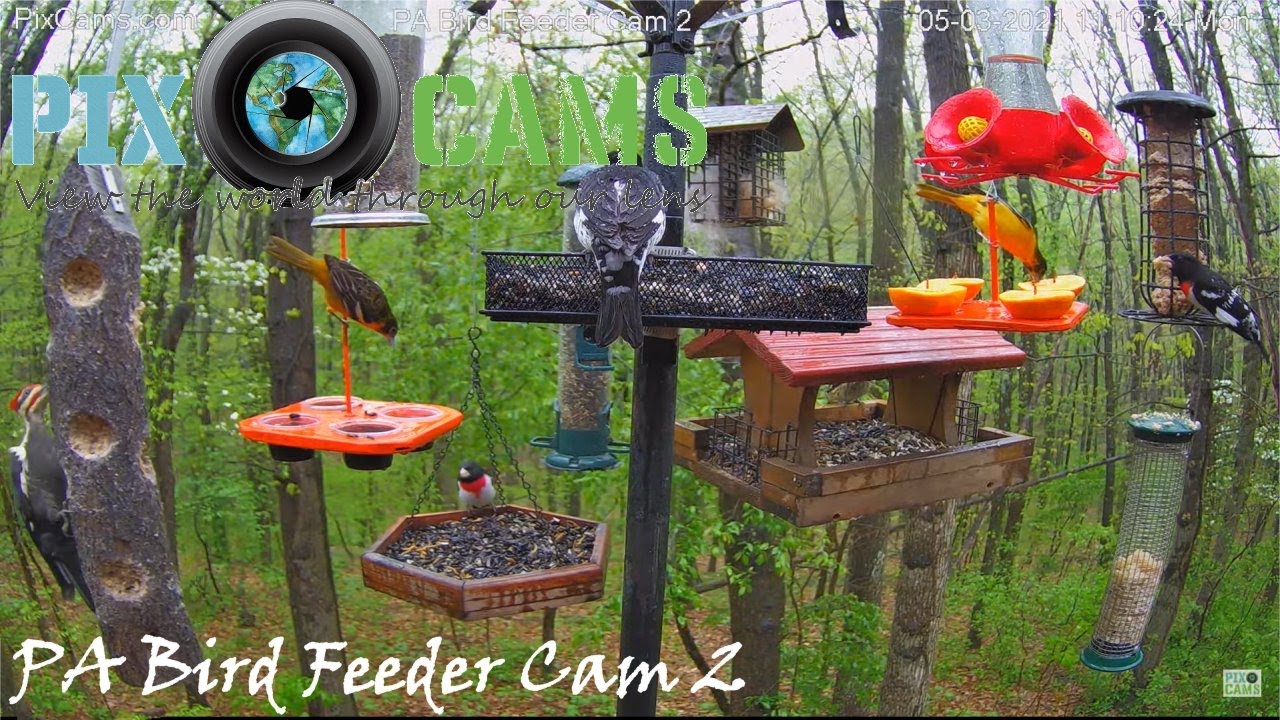 PixCams.com PA Bird Feeder 2 Live Stream
