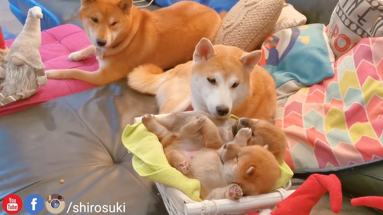 Rare Video of Daddo so Close to his Potats
