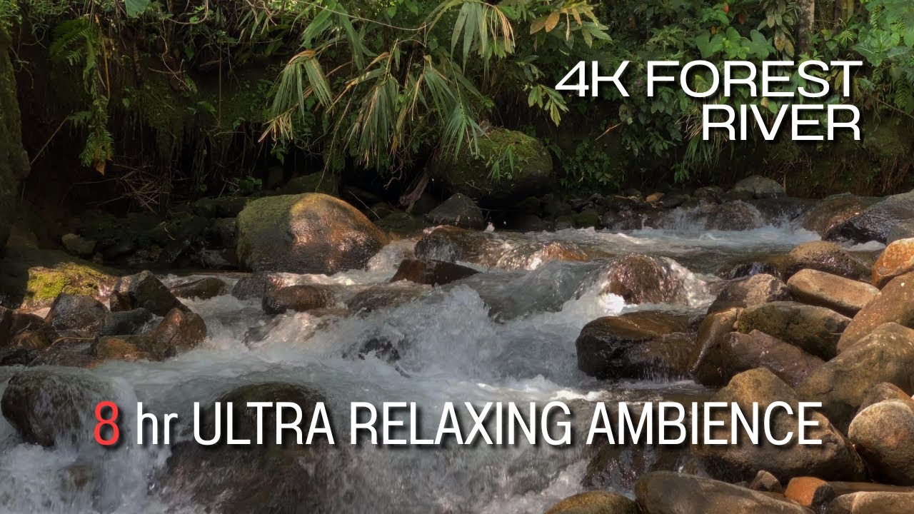 4K Forest River Sounds for Sleeping | 8 Hours of Deep Relaxation