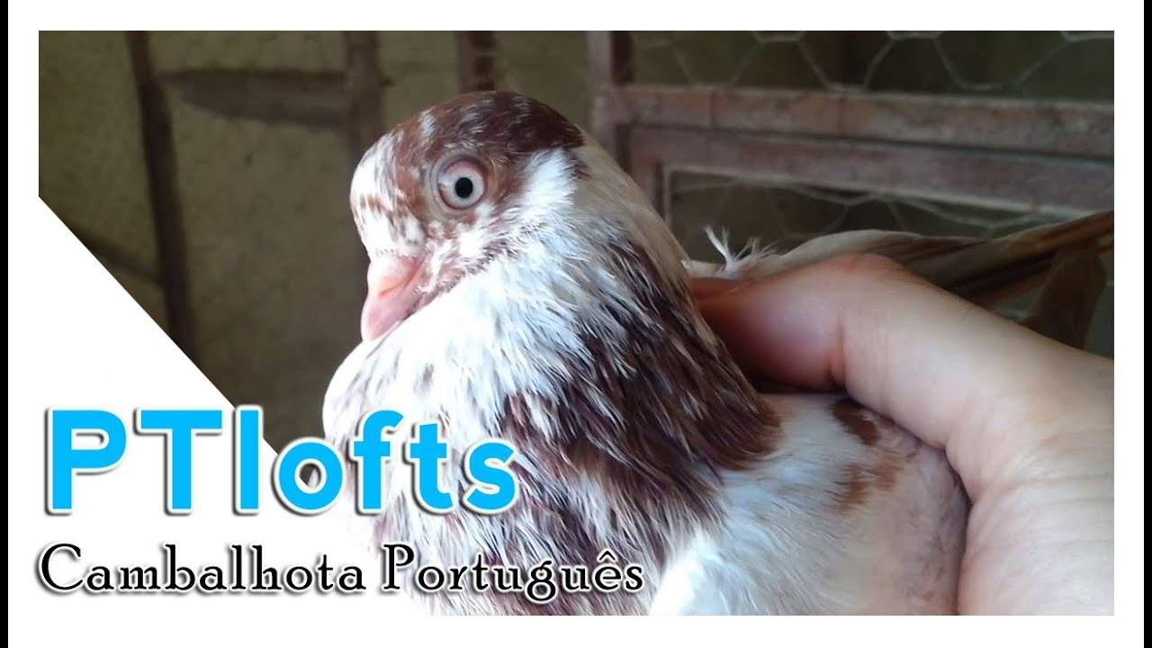 Portuguese Tumblers pigeons