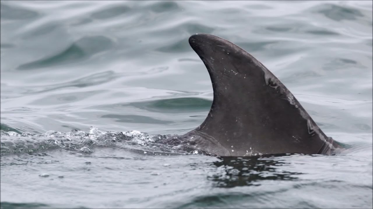 Adopt a dolphin Update June 2025 | Whale and Dolphin Conservation