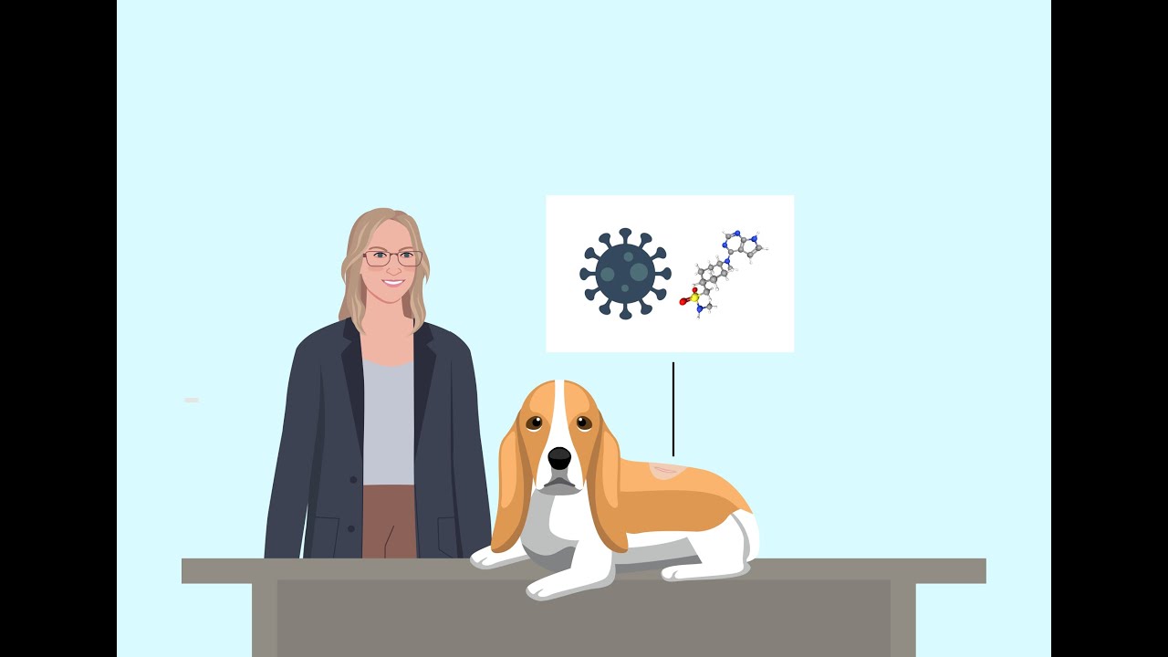 Combining a Virus and Immunotherapy to Treat Cancer in Dogs