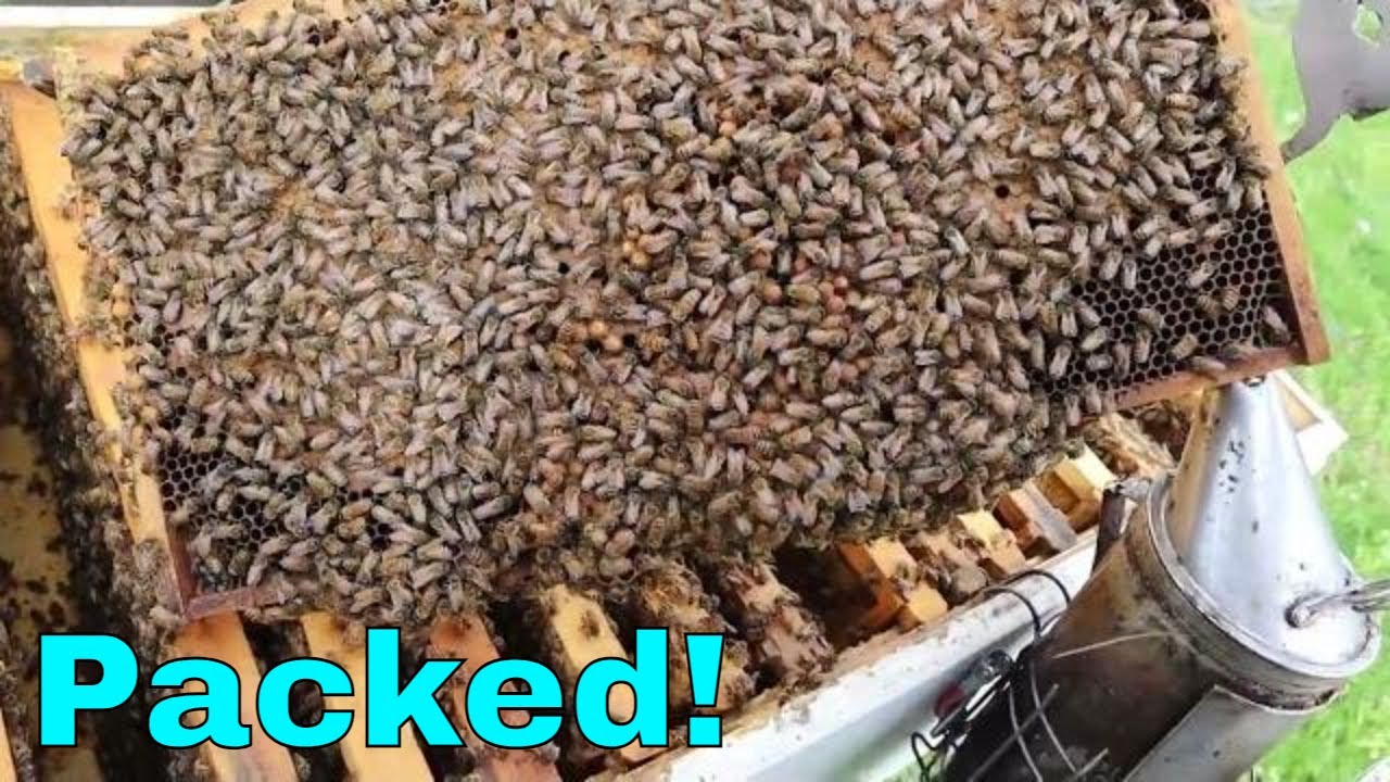 🔵Swarm Control by Checkerboarding & a Pull Back
