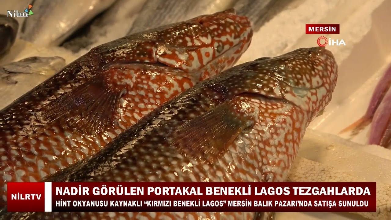 Mersin’de Portakal Benekli Lagos Tezgâhlarda