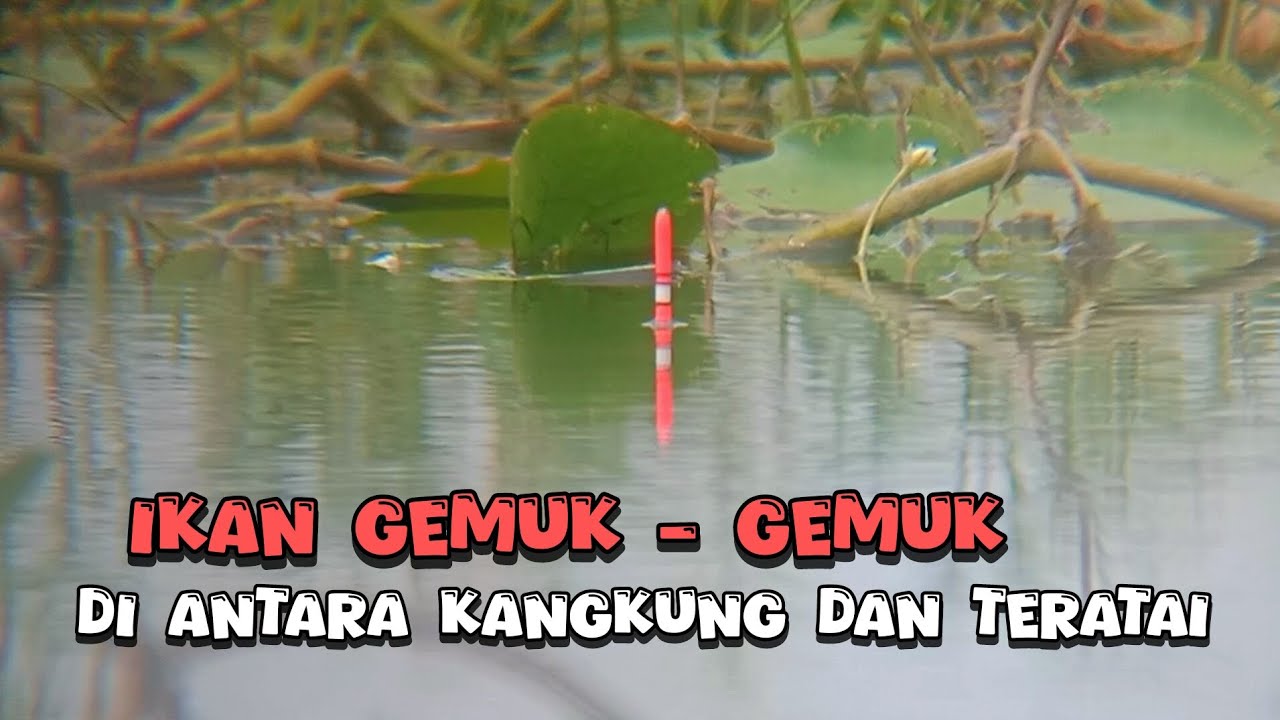 MANTAP❗SPOT INI SELALU RAME PEMANCING TERYATA IKANNYA GEMUK - GEMUK || spot mancing ikan nila liar