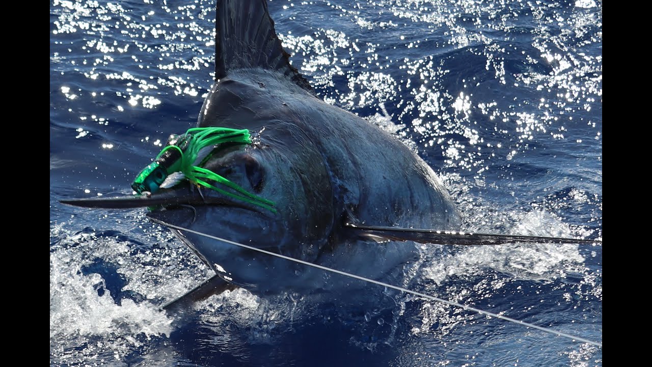 Stripe Marlin gamefishing from Tutukaka New Zealand 2023 part1, WDSAC on Bosca
