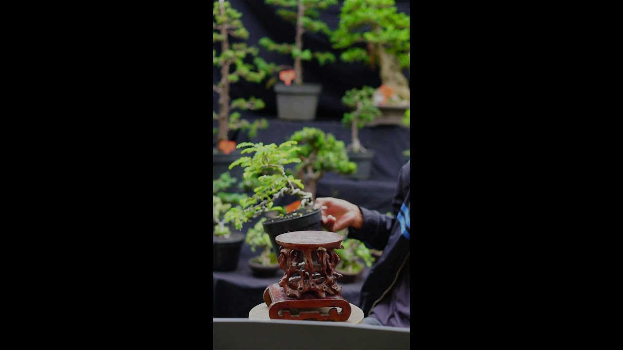 Spill Bonsai Berkualitas 31-Jan-2026