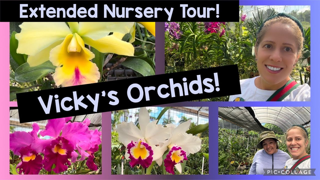 Requested Orchid Nursery Tour!! Shopping at Vicky’s Nursery! Huge Specimen Plants!