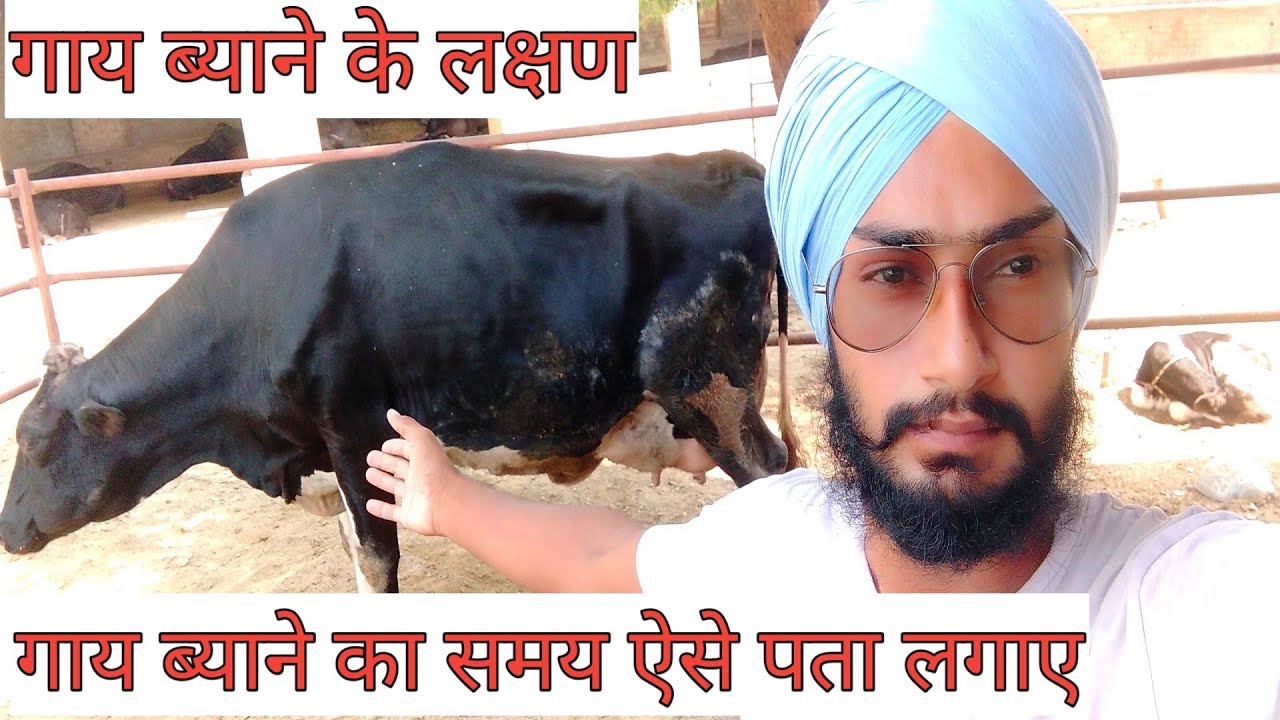 गाय ब्याने के लक्षण। signs of calving। Cow management before delivery। Dairy farm vlog।