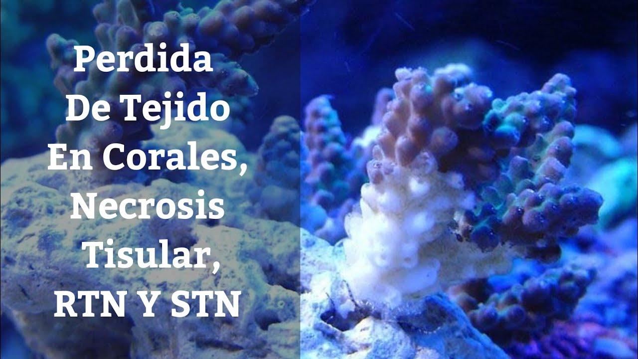 🔵 Porque Mis Corales Se Blanquean,Perdida De Tejido En Corales,RTN Y STN,Necrosis Tisular