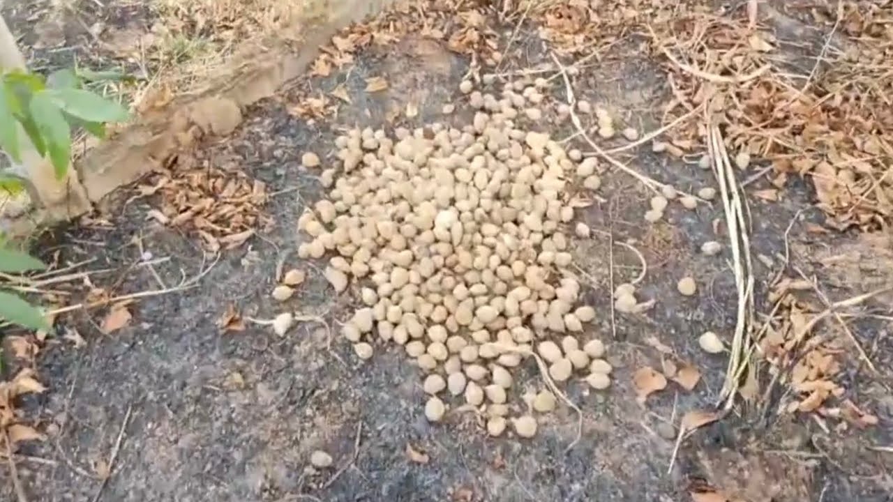 Baru, o ouro do Cerrado! Dia a dia da coleta! 