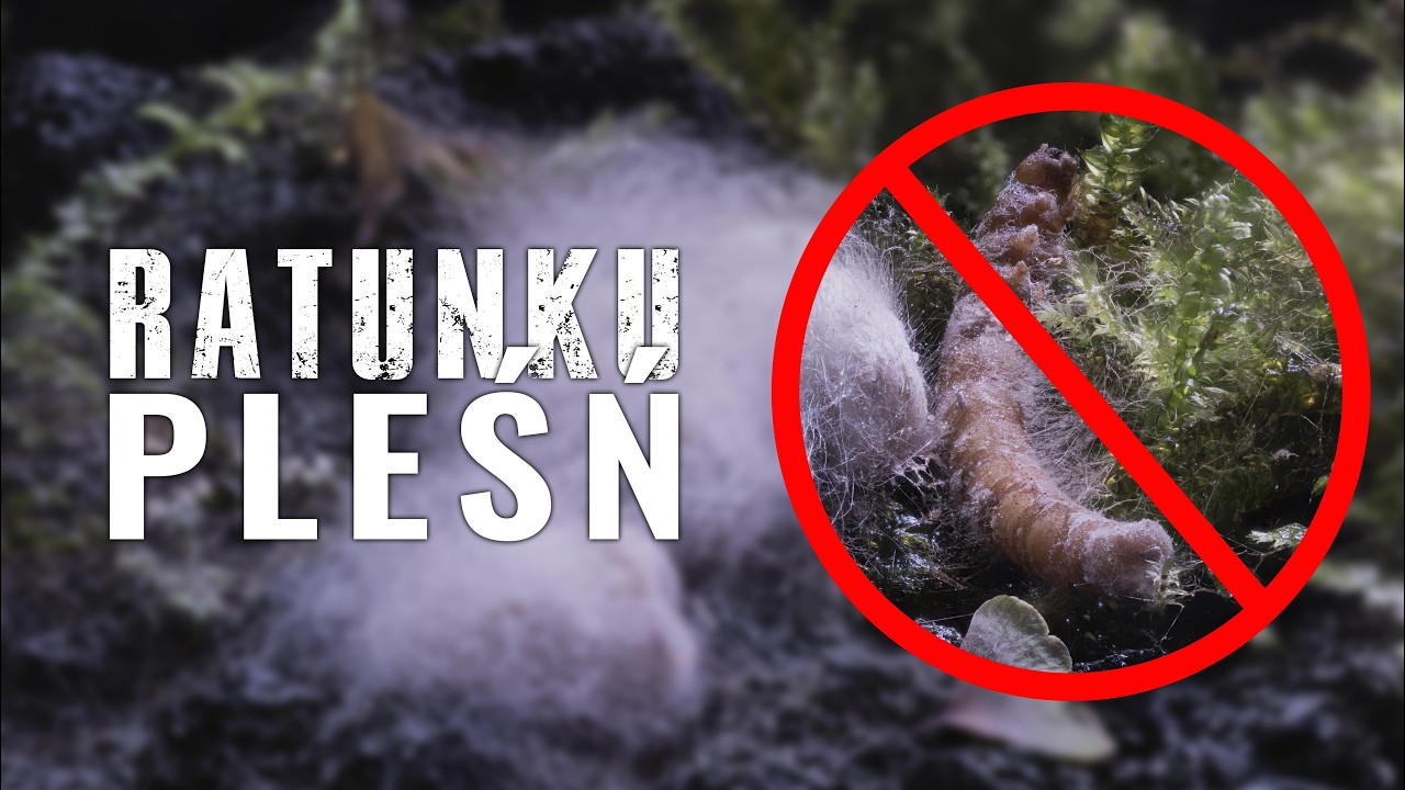 CO ZROBIĆ Z PLEŚNIĄ W PALUDARIUM, TERRARIUM