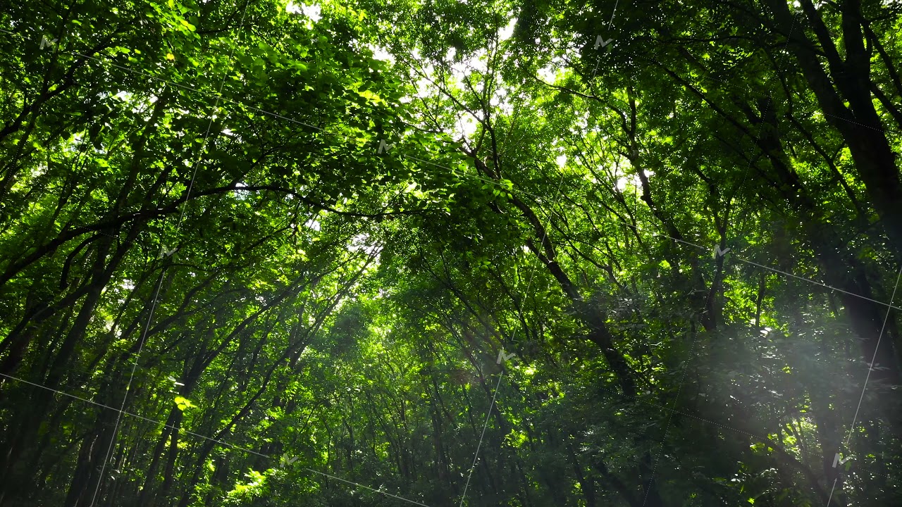 Green forest landscape. Bilar Man-Made Forest. Bohol, Philippines.