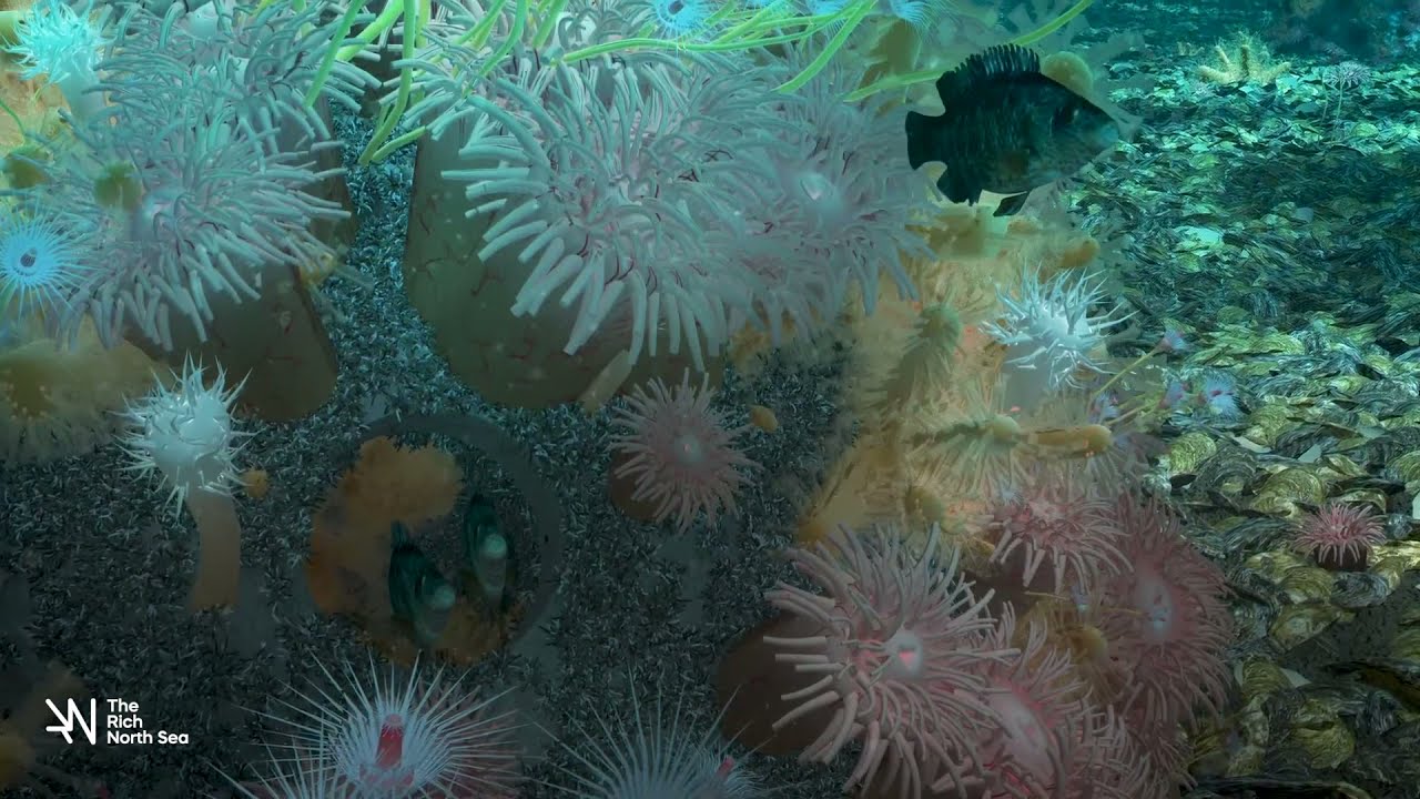 Offshore wind farms and underwater nature \\ The Rich North Sea (De Rijke Noordzee)