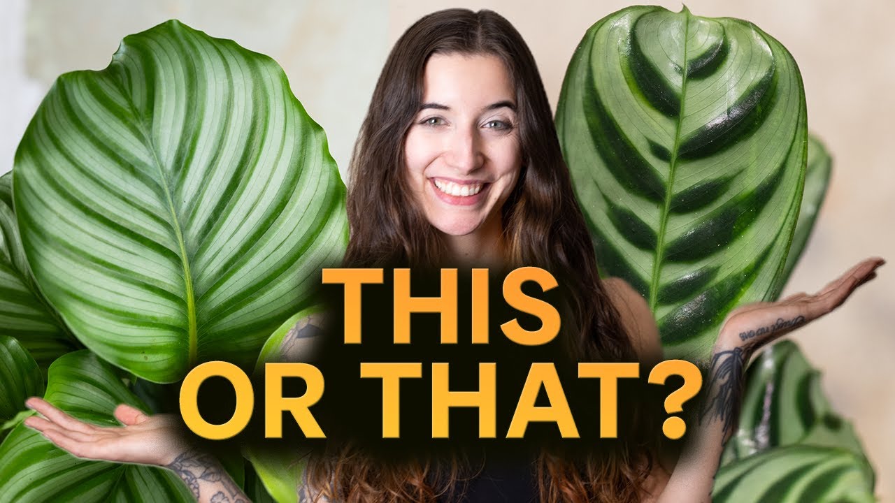 This or that 🌿 Pflanzen-Battle! Welche Pflanze gewinnt wirklich?