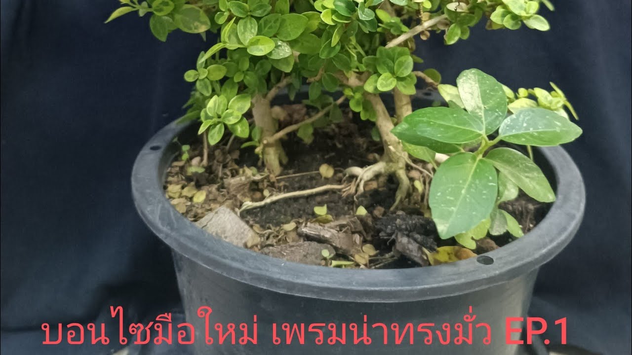บอนไซมือใหม่ เพรมน่าทรงมั่ว EP.1