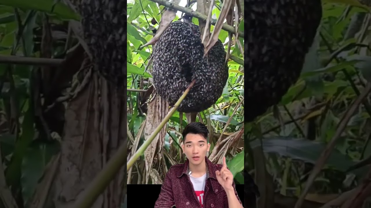 T&igrave;m thấy một tổ ong qu&aacute; hiền l&agrave;nh trong vườn