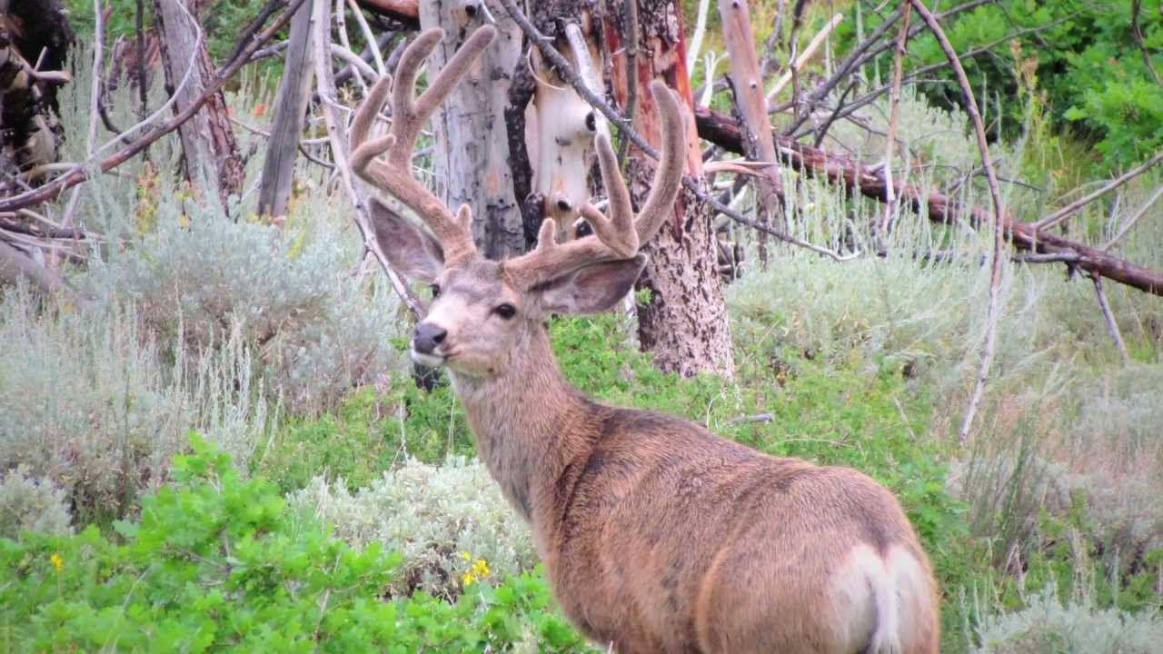 Day in the field with Conservation Officer Sean Spencer