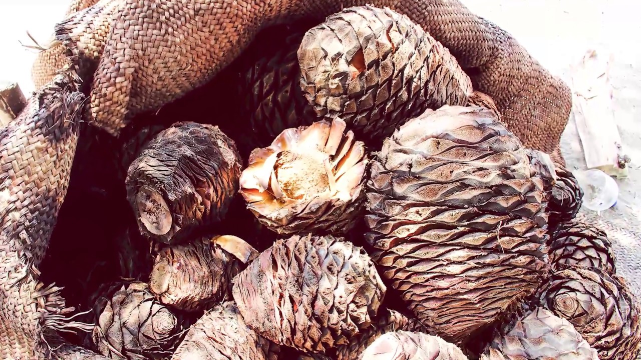 Tepeojuma y la tradición del mezcal