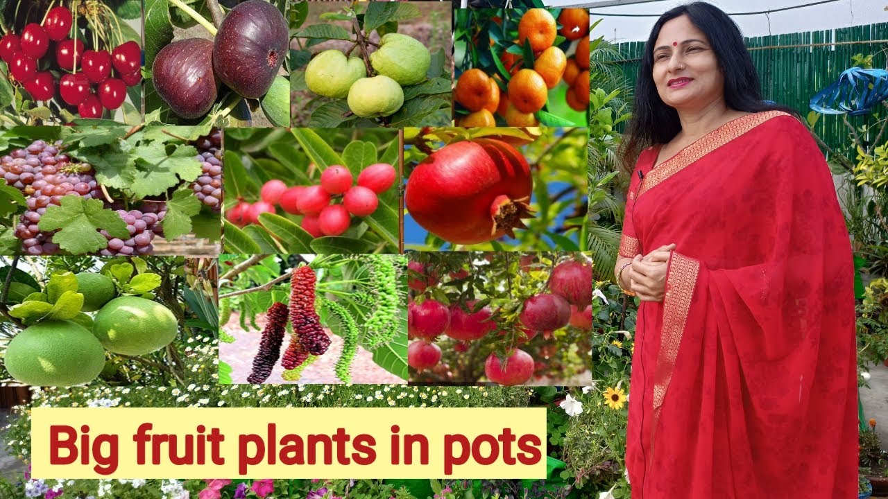 Fruit plant garden on terrace Garden update | Rashmi's World - Create to Decorate