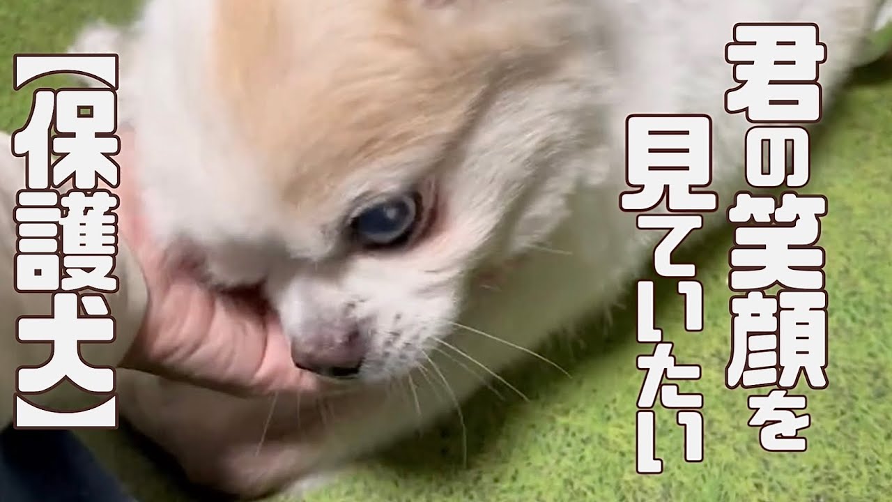 【保護犬・猫】少しずつ家族になって来たよ「vol 470」