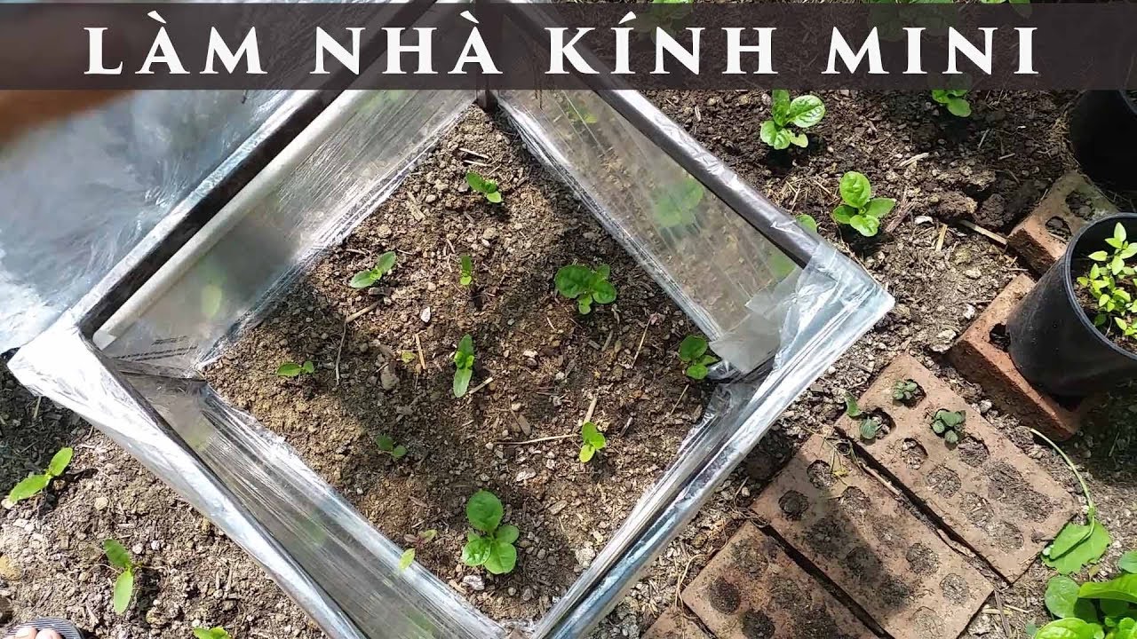 Làm nhà kính mini trồng rau lá lốt - toan trinh garden - green house