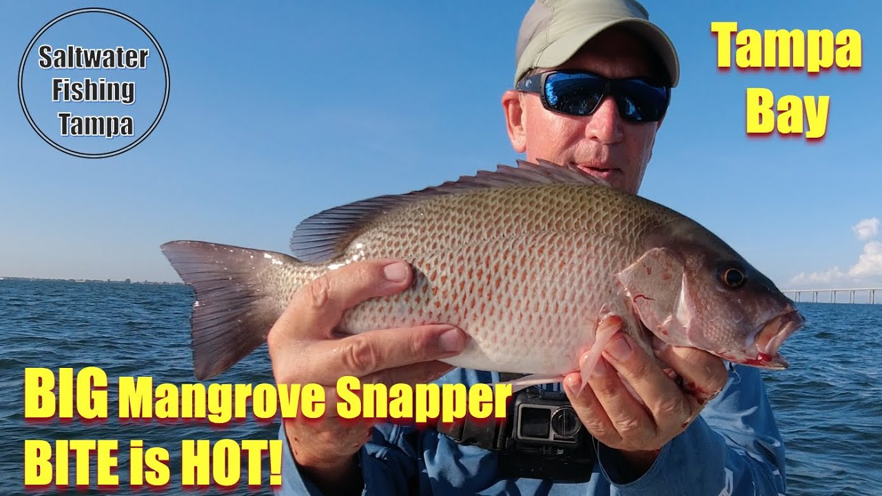 HOT JULY Mangrove Snapper Bite ON FIRE in Tampa Bay. Watch & Learn How to Catch BIG Mangroves