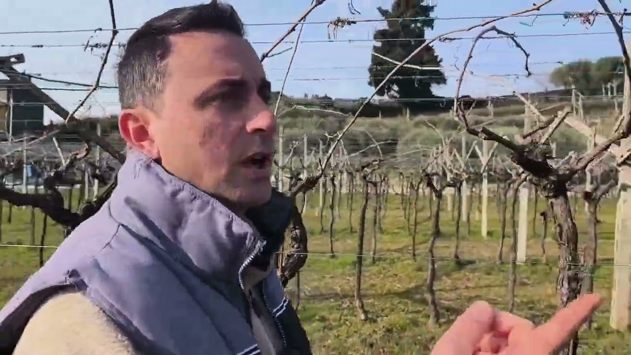 In vigna a Pergola tradizionale Corte Bravi  Andrea Brunelli spiega la Valpolicella  @ilmangiaweb 