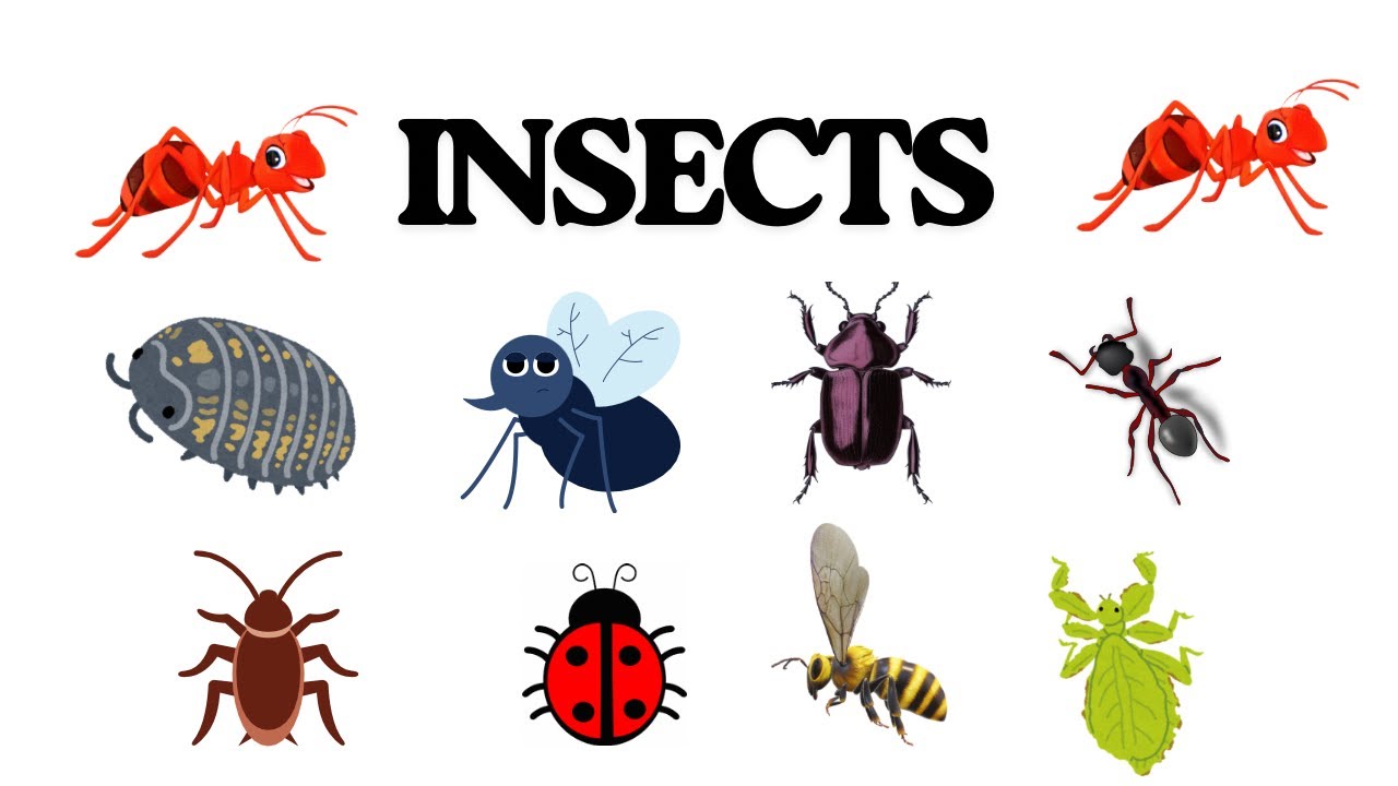 Names of Insects 🦟 🐞, #kidsvideos #insectsnameforkids #insects 
