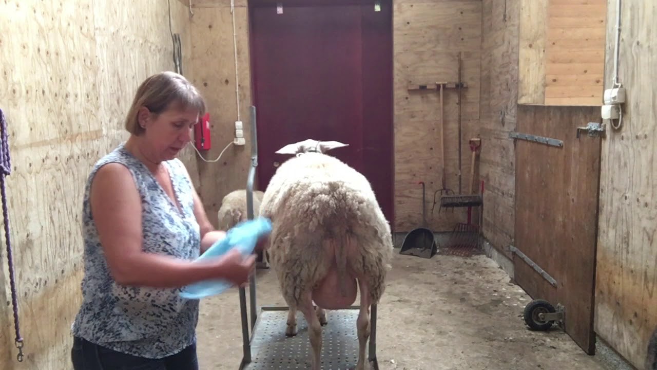 Milchschafe von Hand melken