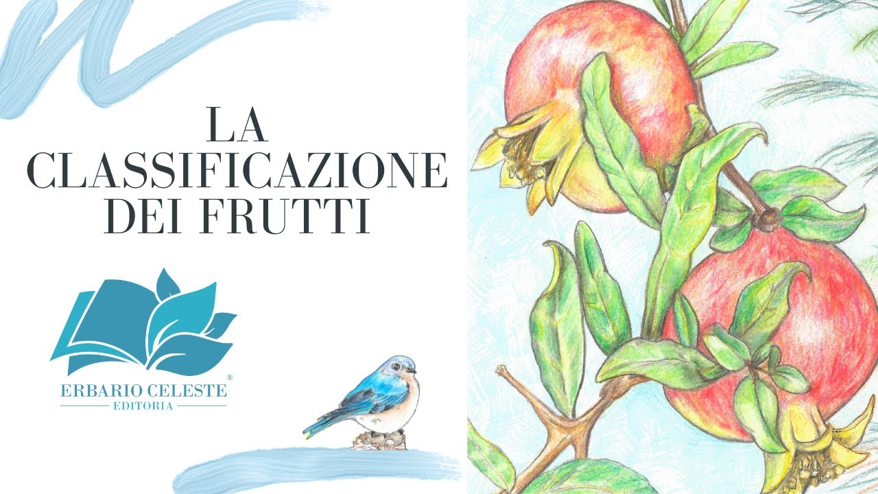 LA CLASSIFICAZIONE DEI FRUTTI