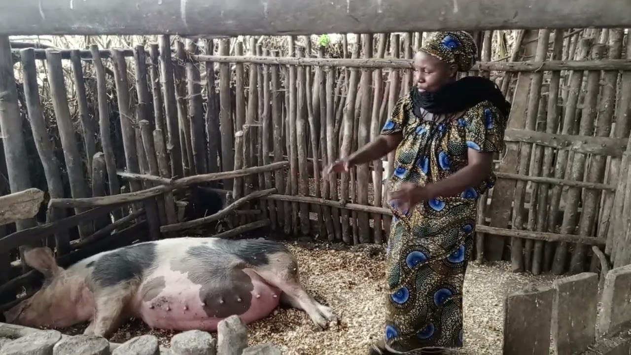 MUSABYIMANA Alphonsine afite umushinga w'Ingurube yakoze kuko afite ibiryo byazo bikomoka mu Isazi.