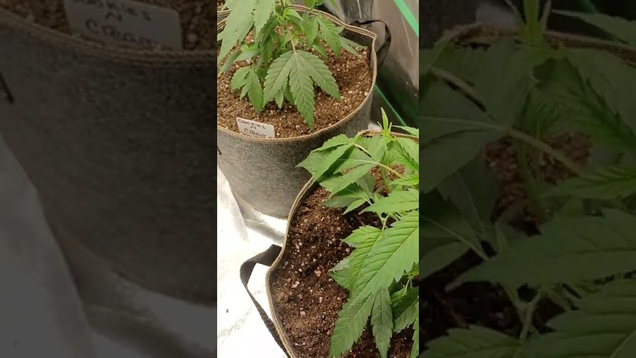 how to grow  clones 3 weeks old from 3 inchs