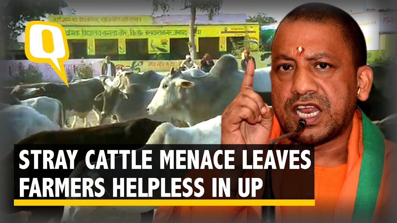 Yogi Ji, How Long Will Gau Raksha Abhiyan Go On At Farmers’ Cost? | The Quint
