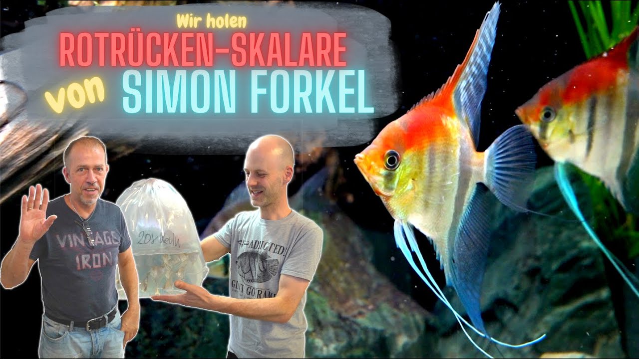 Die schönsten Skalare, die wir je gesehen haben! Manacapuru Rotrücken Skalare von Simon Forkel