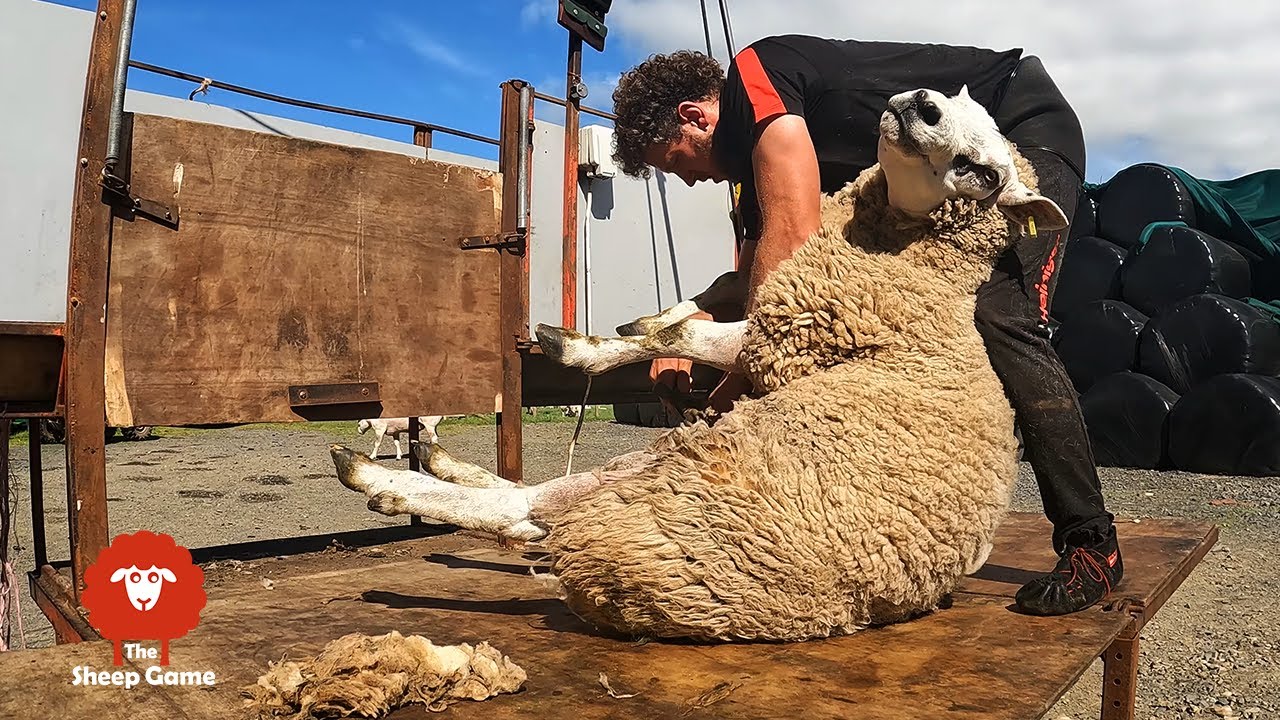 SHEARING A BIG UGLY RAM