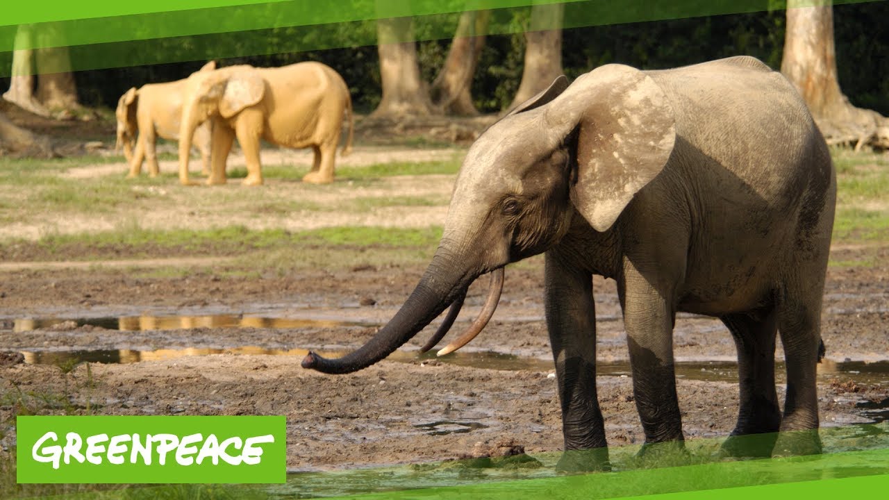 Waldelefanten im Kongobecken | Greenpeace