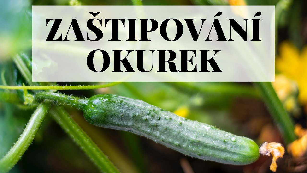Zaštipování okurek - přoč a jak na to