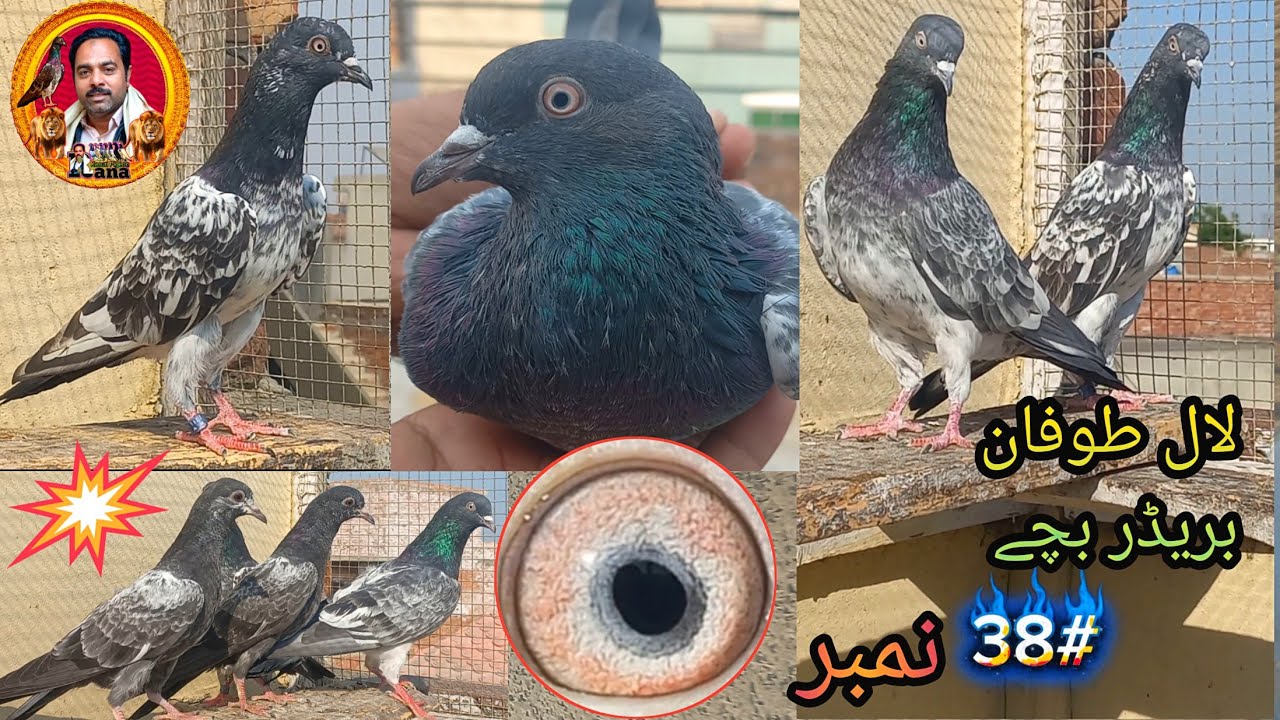 Lal Tofan 38 no Bachy لال طوفان بریڈر 38 نمبر بچے Rana kasuri Pigeon ||03216594731whtsapp ||