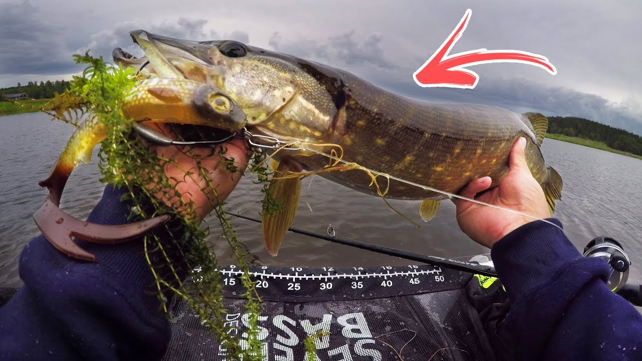 Fishing Pike with WEEDLESS LURES! 🌿 (Float Tube Fishing in a Small Lake)