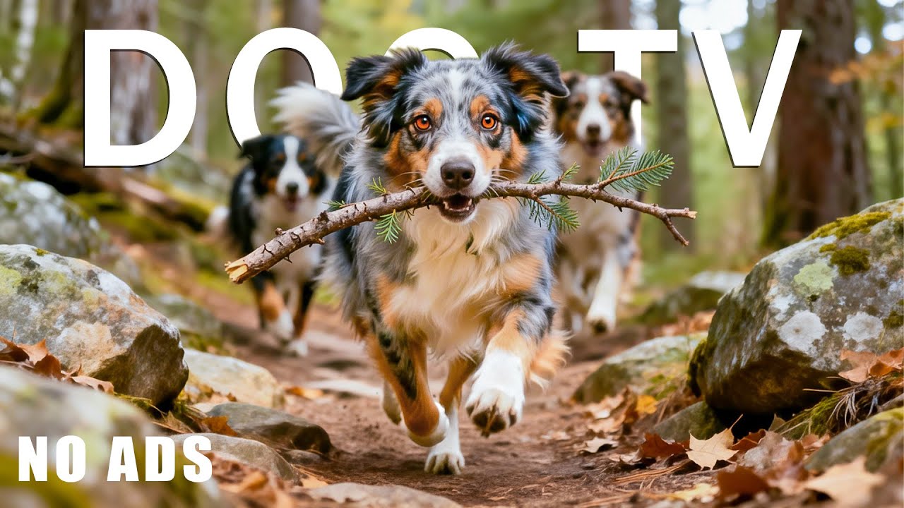 12 Hours Dog TV 🐶 Deep Calming Music for Dogs Home Alone | Anxiety Relief & Relaxation