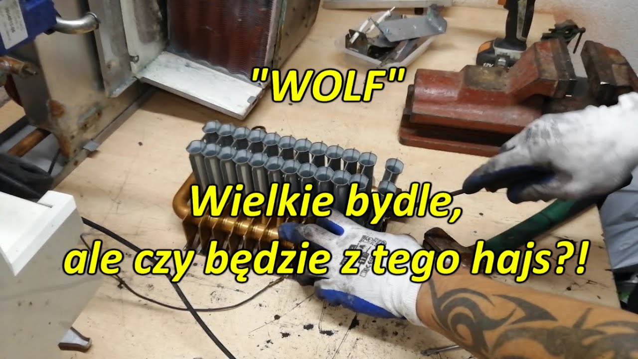 Wolf leci do huty, a pieniądze do mojej kieszeni. Twardy i ciekawy zawodnik!