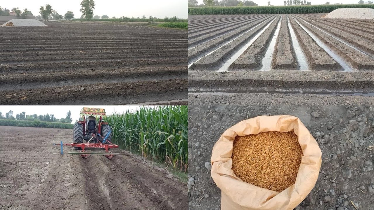 Direct seeded rice on ridge in punjab pakistan