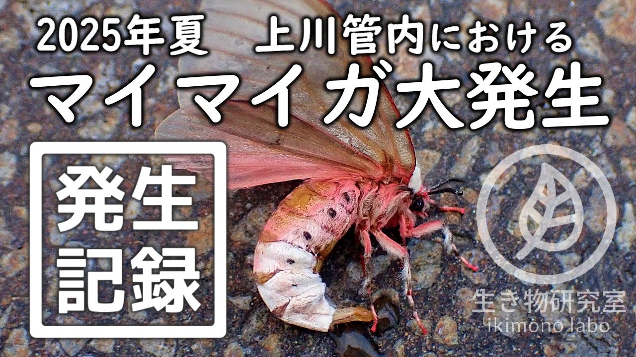 【記録動画】2025年夏 北海道上川管内におけるマイマイガ大発生　Moth a huge outbreak in 2025.　#北海道の生き物 #北海道の昆虫 #insects